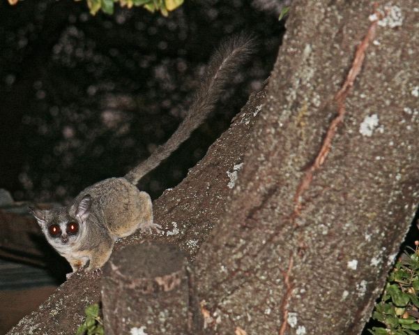 bushbaby 1
